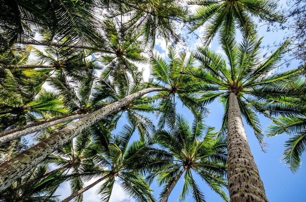 Cairns Beaches Flashpackers Palm Cove Extérieur photo